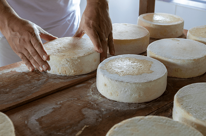 Two Hands Shaping a Fresh Wheel of Cheese