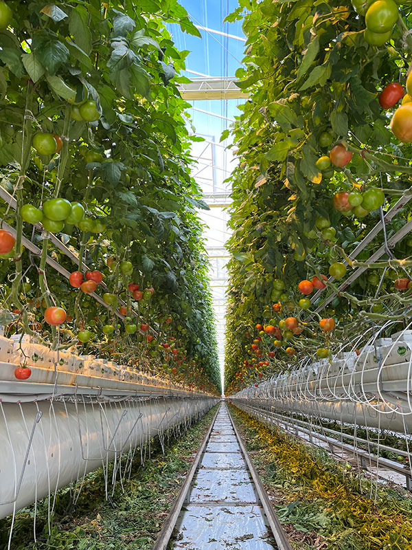 Two Rows of Tall Tomato Plants in Nature Fresh Farms Greenhouse