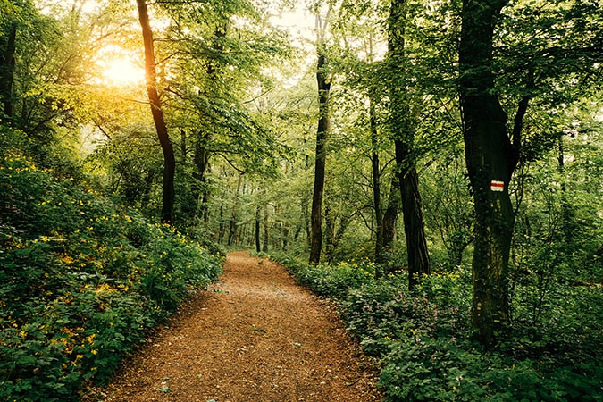 Hiking trail surrounded by trees