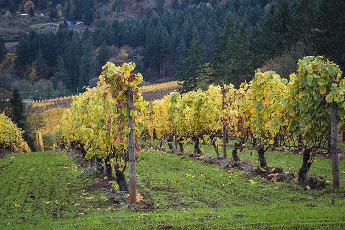 Image of wine vineyard in Oregon