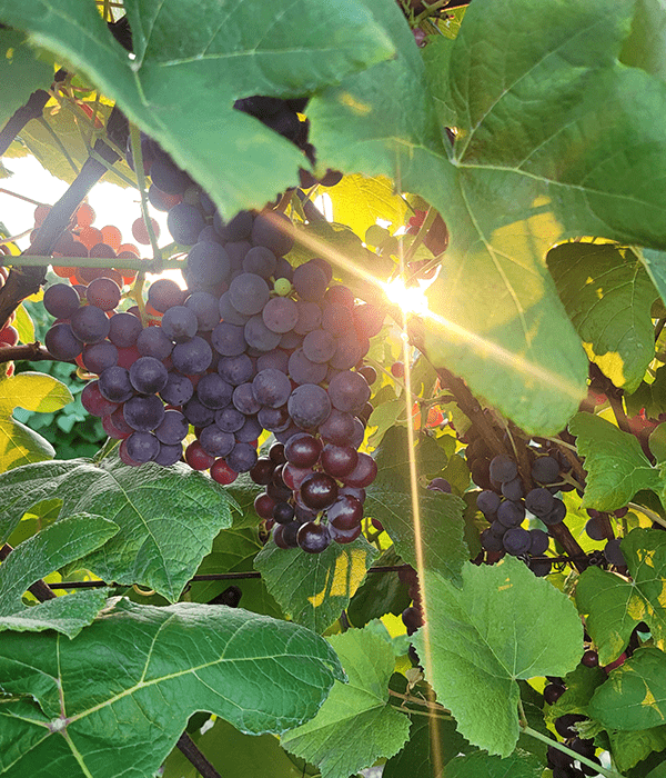 Mars Seedless Grapes on the Vine in the Linehan Vineyard