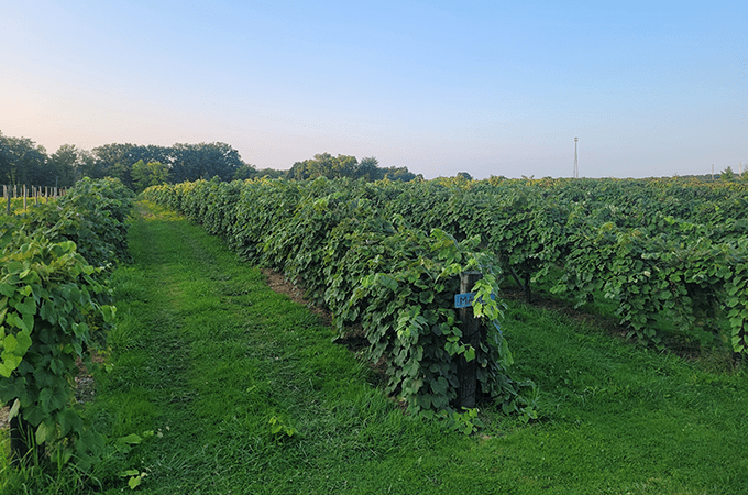 Linehan's Grape Vineyard