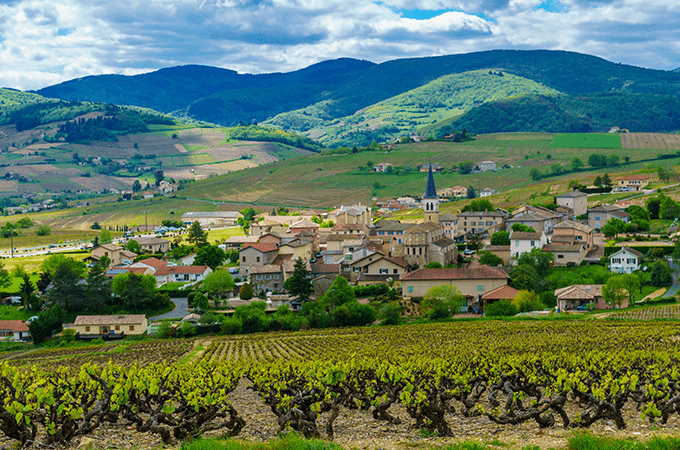 A Image of the Beaujolais Vineyard Landscape