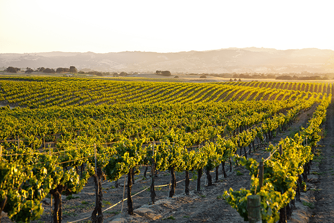 Paso Robles vineyard.