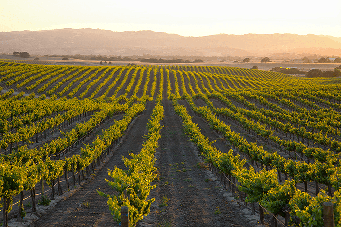 Paso Robles Vineyard.